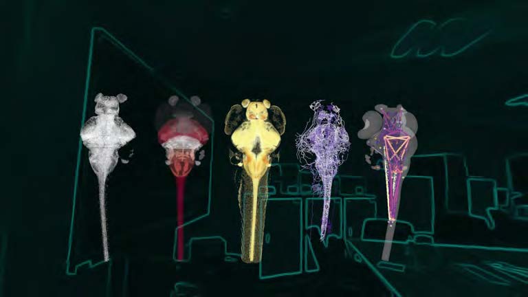 Zebrafish Brain Atlas - Detail 2